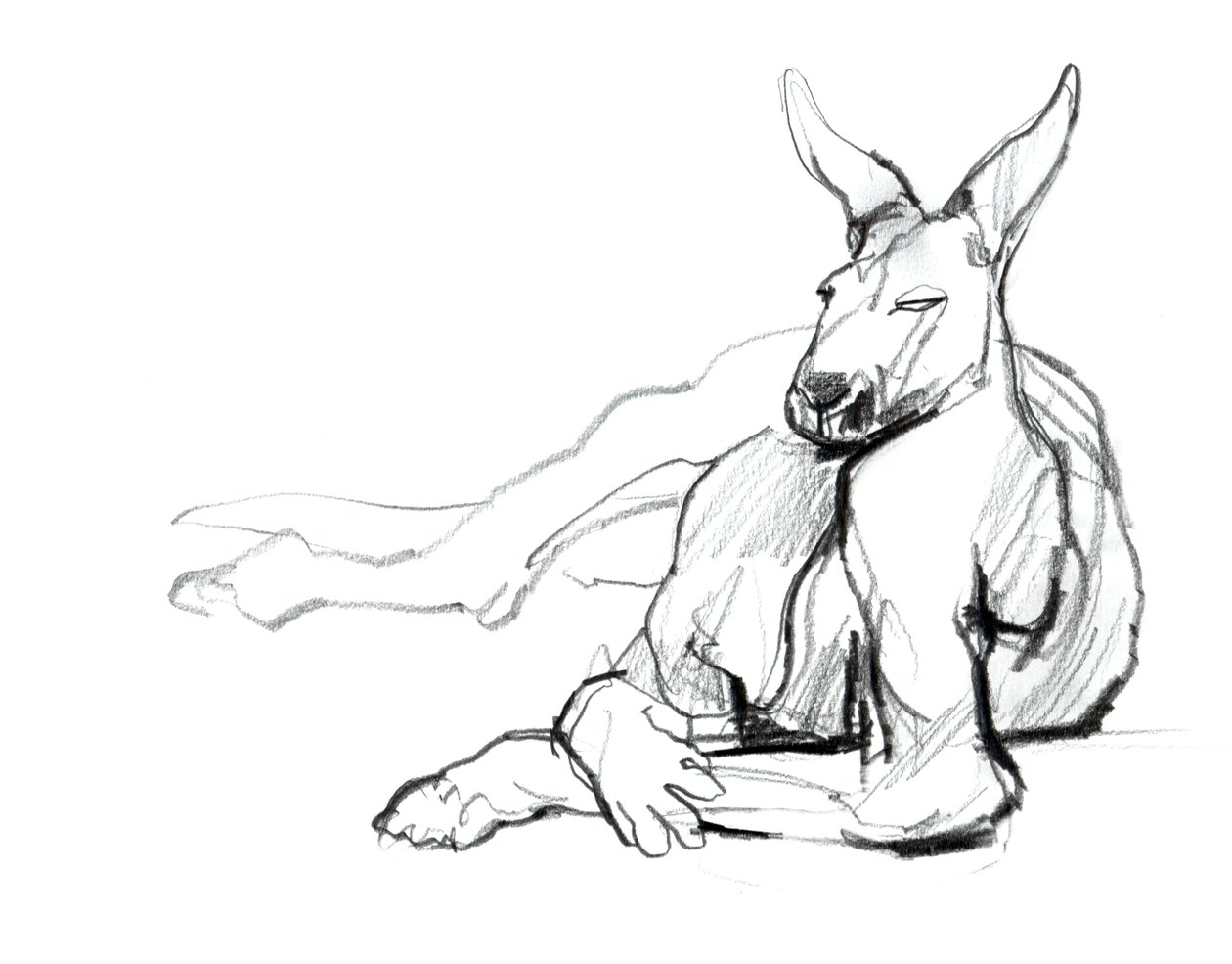 Pihenő sportoló (Vörös kenguru), 2012, (grafit, papír) alkotó: Mark Adlington