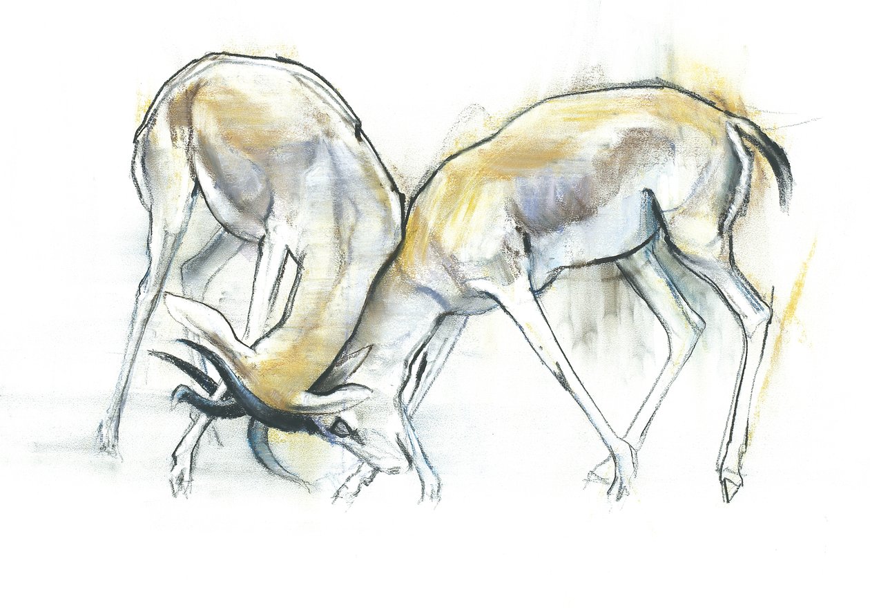 Homokgazellák, 2009 (conte és faszén papíron) alkotó: Mark Adlington