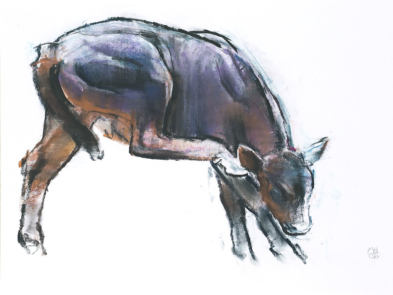 Scratching Calf, 2006 (faszén és konte papíron) alkotó: Mark Adlington