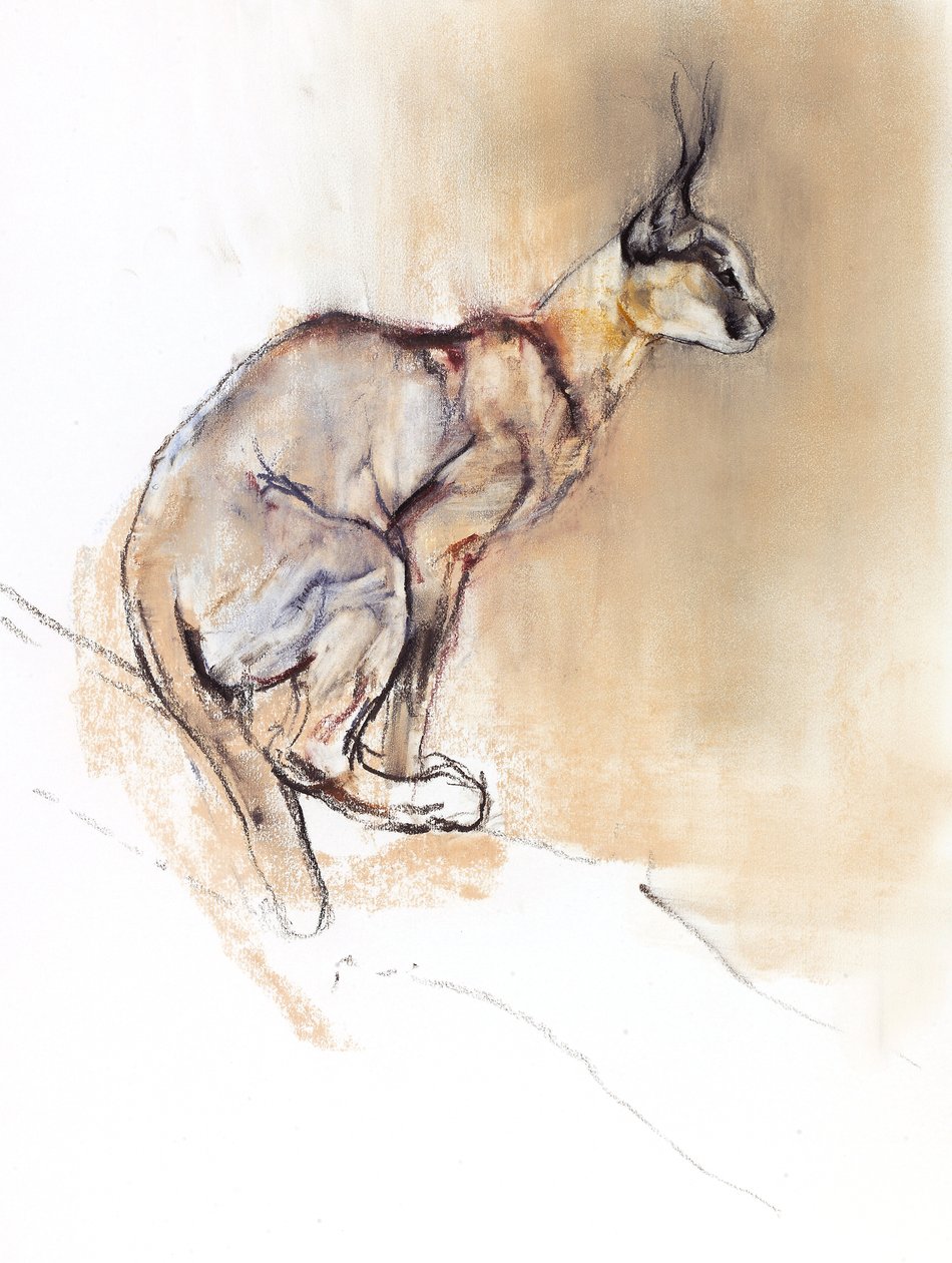 Ülő Caracal, 2009 (conte und charcoal papíron) alkotó: Mark Adlington