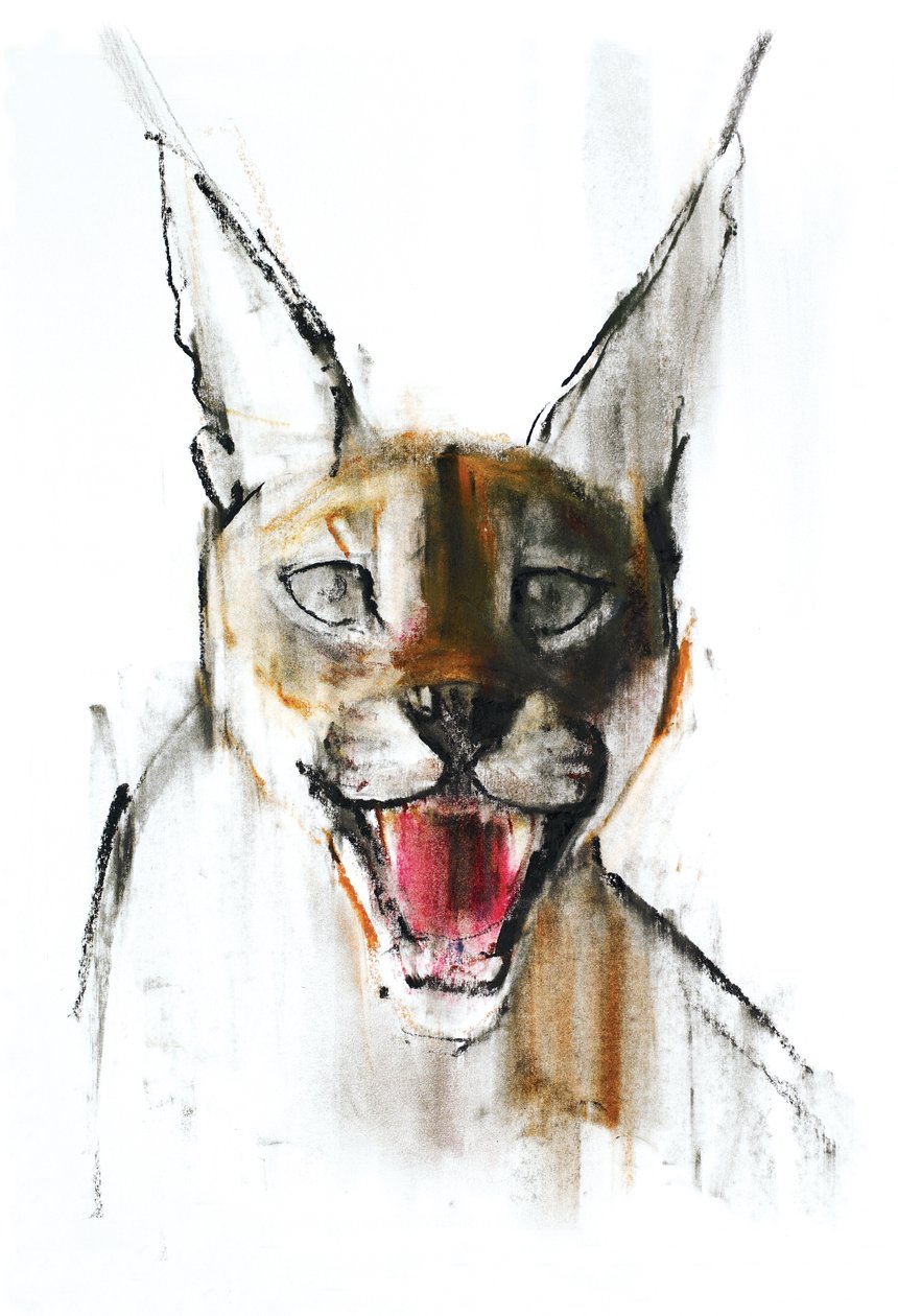 Snarl (arab Caracal), 2009 (conte und charcoal on paper) alkotó: Mark Adlington