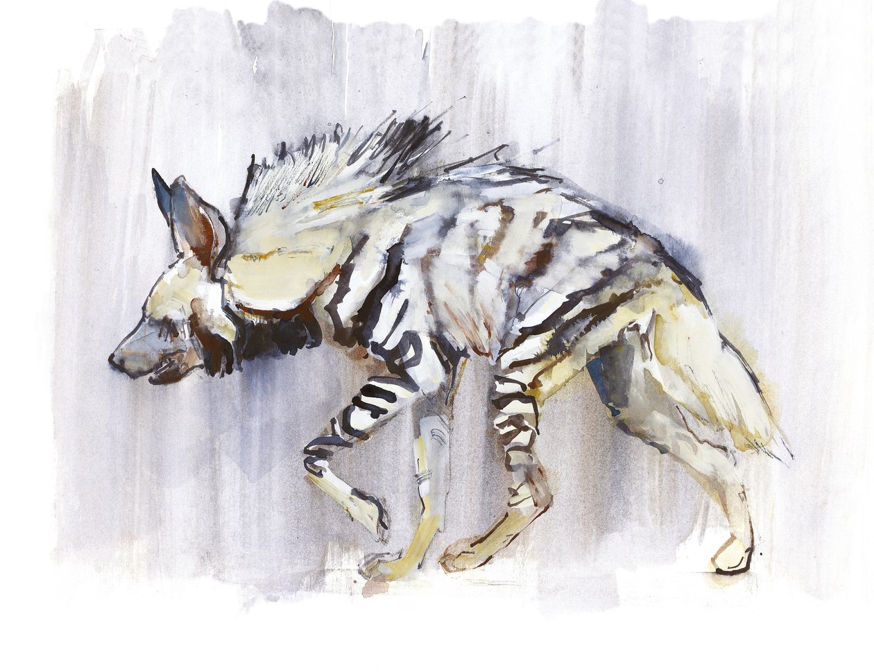 Csíkos hiéna, 2010, (akvarell, papír) alkotó: Mark Adlington