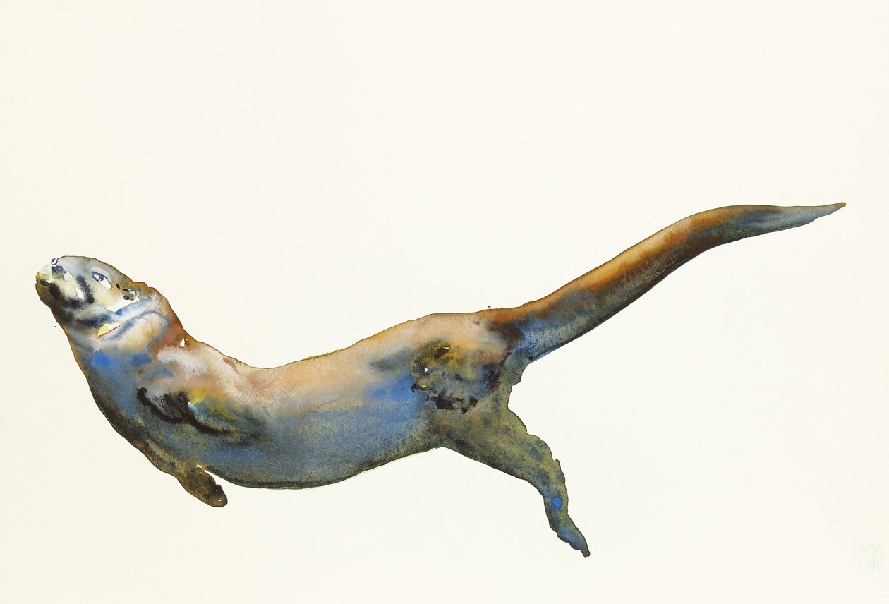 Bársony, 2014, (akvarell, papír) alkotó: Mark Adlington