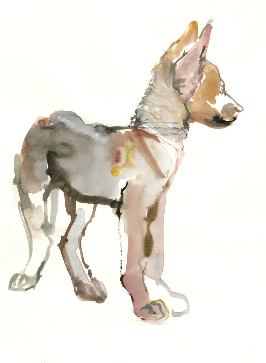 Waggle (arab farkaskölyök), 2011, (akvarell és gouache papíron) alkotó: Mark Adlington