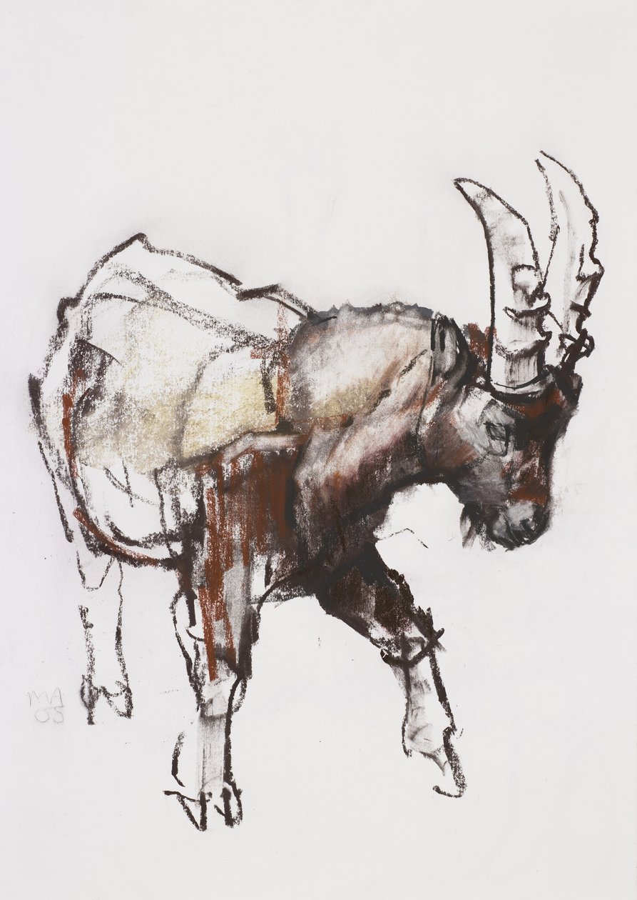 Fiatal kecske, Gran Paradiso, 2005 (faszén és konte papíron) alkotó: Mark Adlington