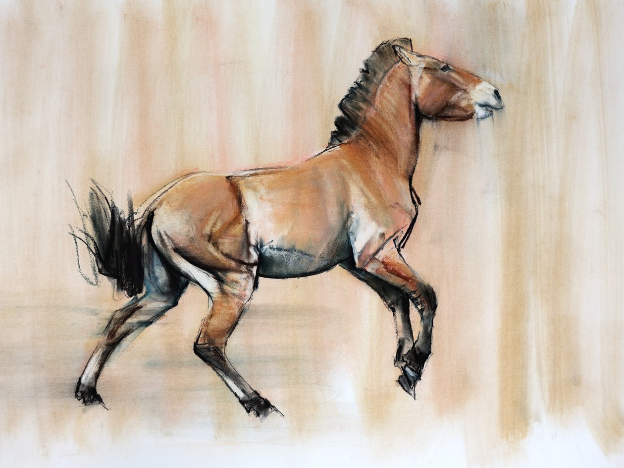 Fiatal mén (Przewalski), 2014, (pasztell és szén, papíron) alkotó: Mark Adlington