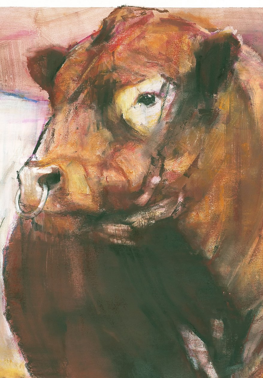 Zeus, Red Belted Galloway Bull, 2006 vegyes technika papíron, 275255 részlet alkotó: Mark Adlington