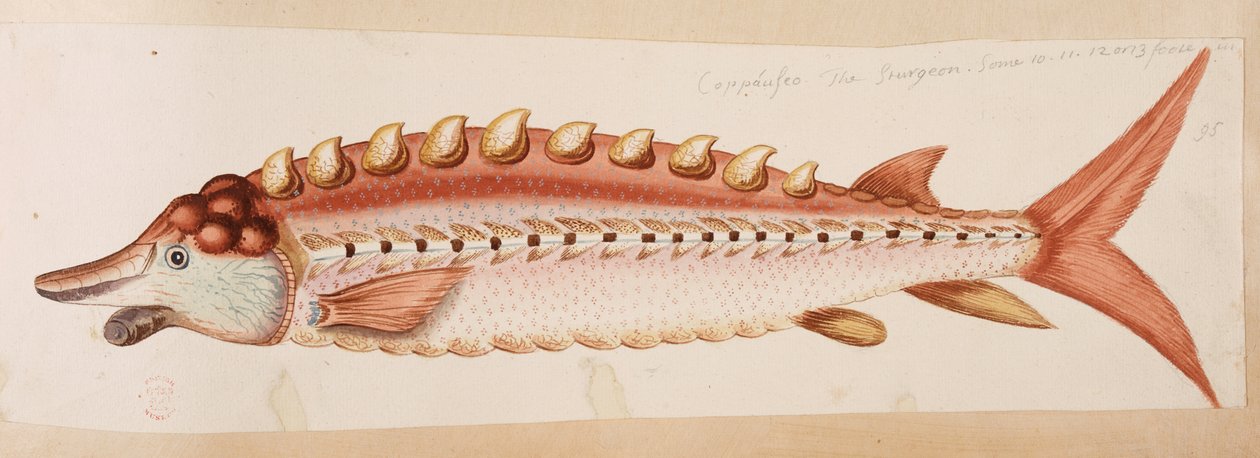 Egy hal. alkotó: Mark Catesby