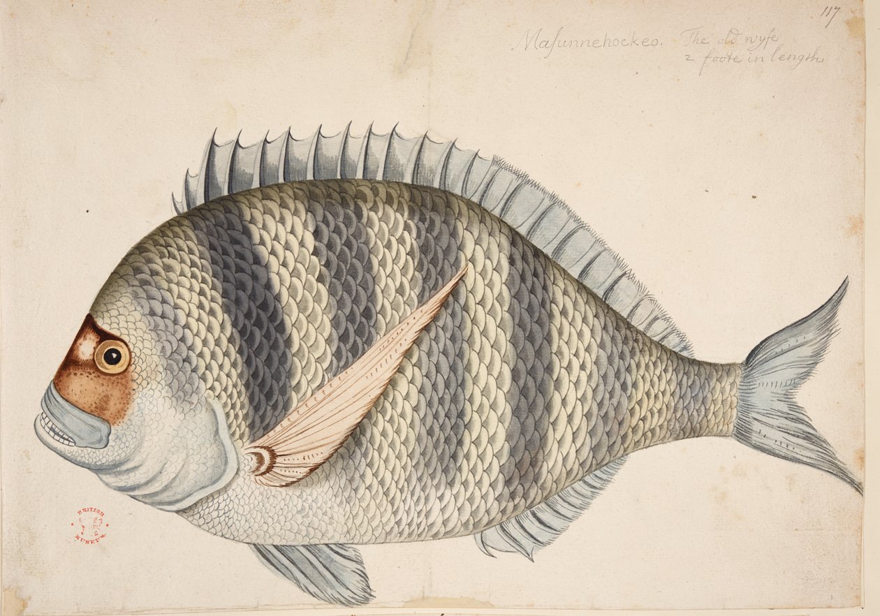 Egy hal. alkotó: Mark Catesby