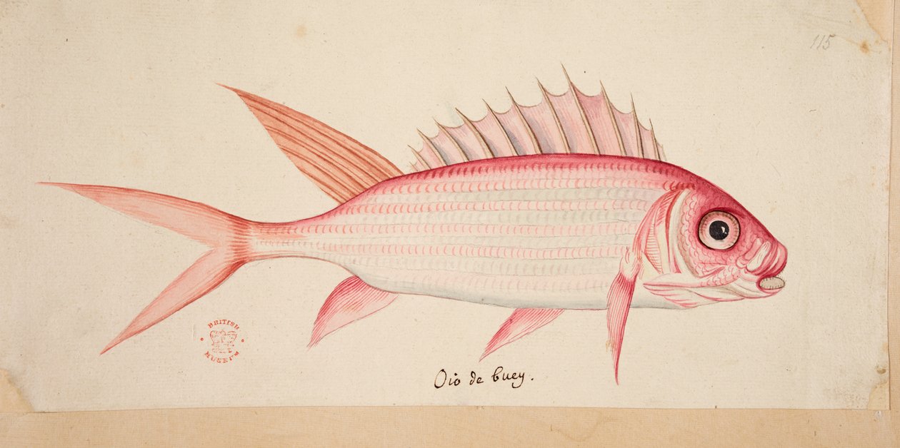 Egy hal. alkotó: Mark Catesby