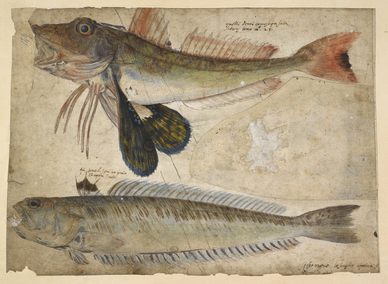 Hozzáadás. 5267, f.144 Rajzok két halról, „Catesby, G.Edwards, G.Jago és társai rajzalbumából, Hans Sloane megbízásából” (akvarell és gouache papíron) alkotó: Mark Catesby
