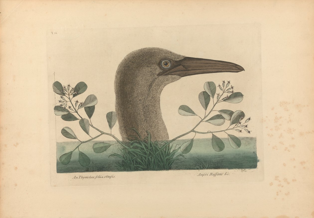Thymelaea foliis obtusis; Anseri Bassano &c: The Great Booby, 86. tábla a „Carolina, Florida és a Bahama-szigetek természetrajzi történetéből”, I. kötet, 2. kiadás, London 1754 alkotó: Mark Catesby