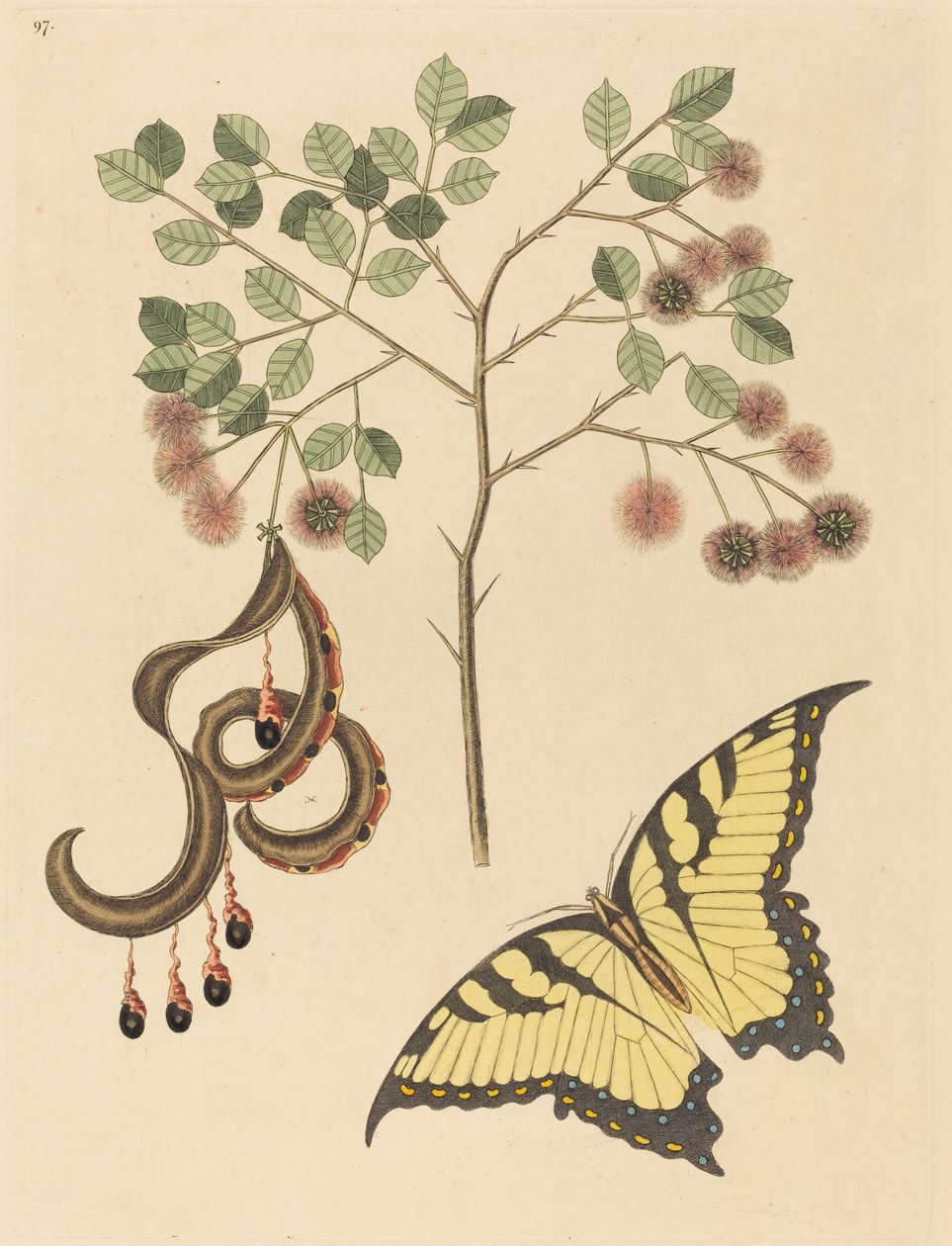 Macskaköröm (Mimosa circinalis) alkotó: Mark Catesby