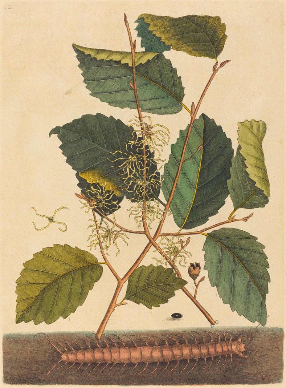 Százlábú (Scolopendra morsitans) alkotó: Mark Catesby