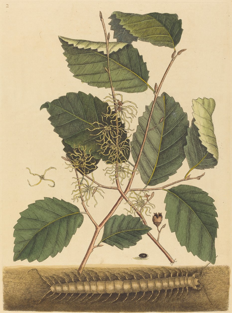 Százlábú Scolopendra morsitans, megjelent 1731-1743. alkotó: Mark Catesby