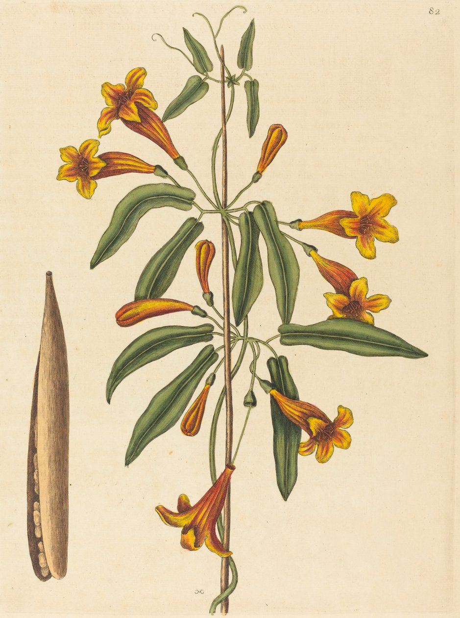Kereszt szőlő (Bignonia capreolata) alkotó: Mark Catesby