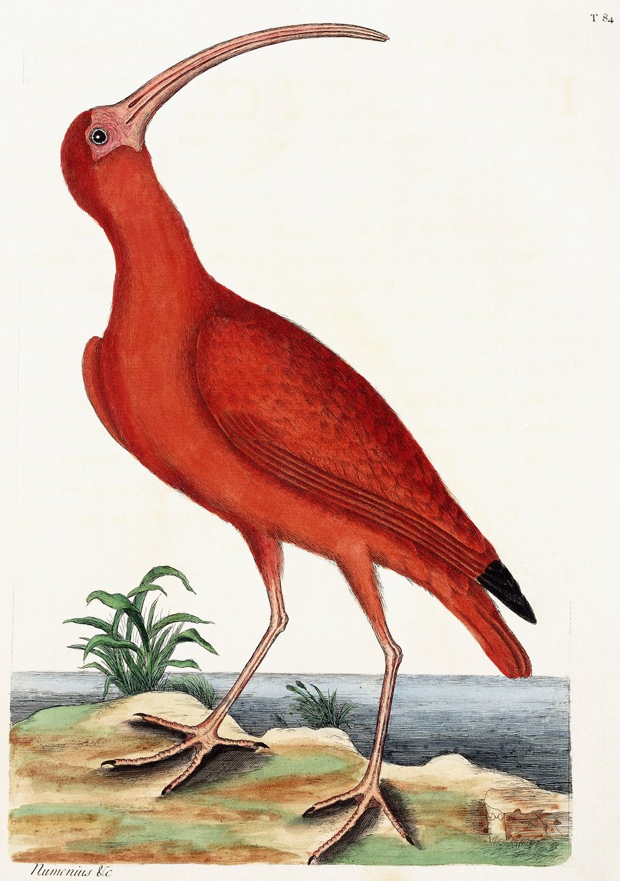 Curlew, Numenius, 1771 alkotó: Mark Catesby