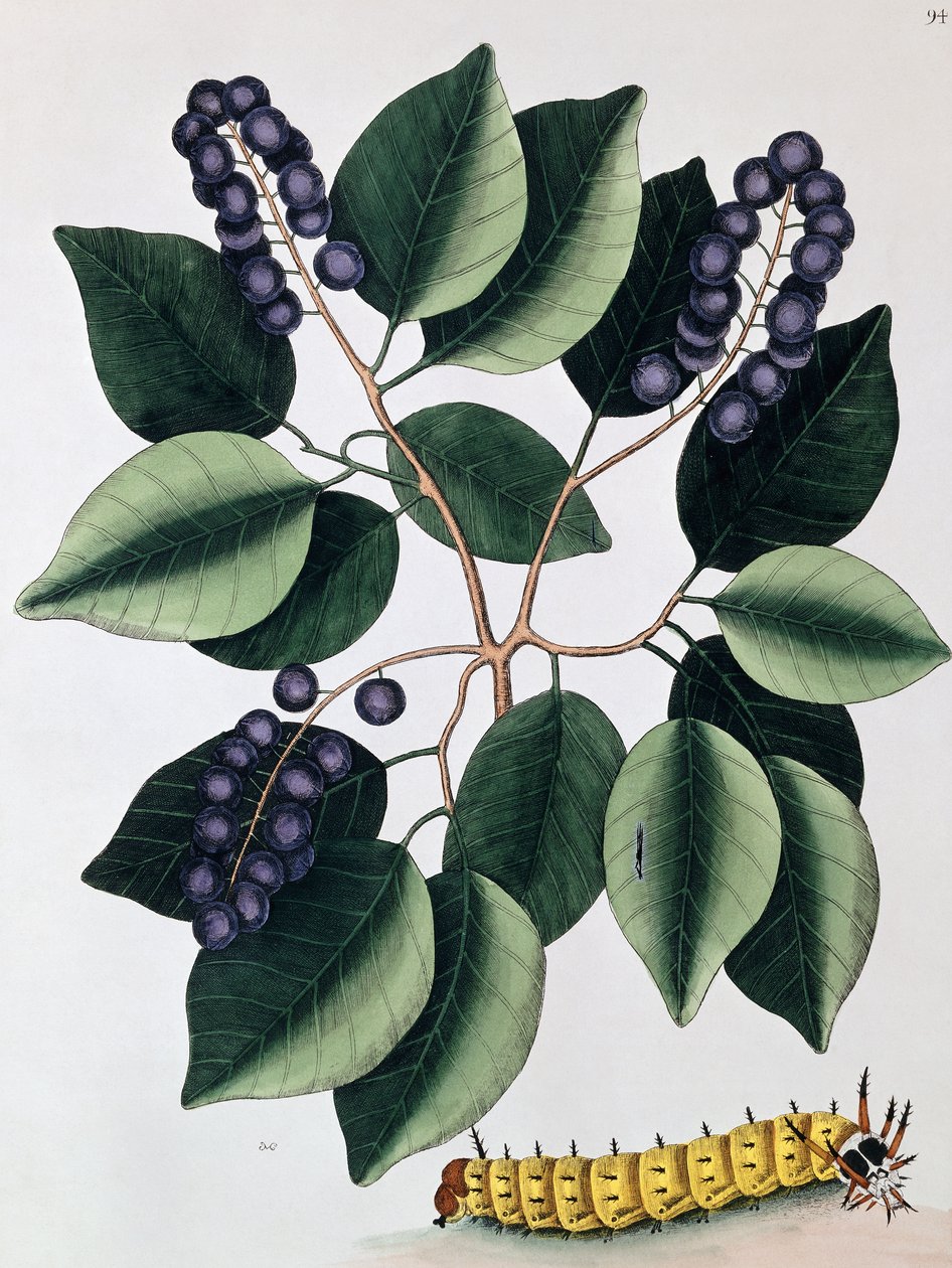 Galamb szilva és nagy szarvas hernyó, 1771 alkotó: Mark Catesby