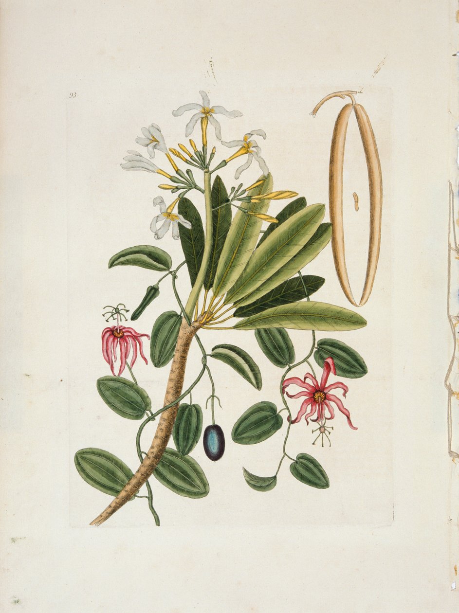 Plumeria obtusa L. Singapore Frangipani, 1700-1740. alkotó: Mark Catesby