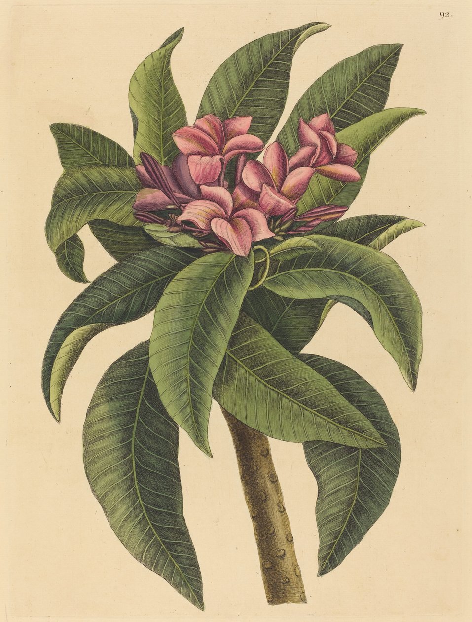 Vörös frangipáni (Plumeria rubra) alkotó: Mark Catesby