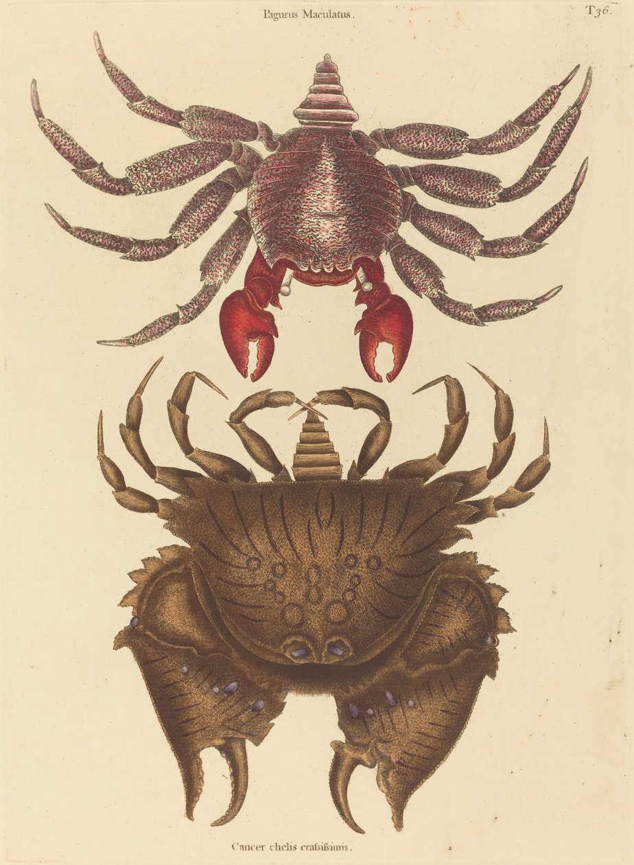Red Mottled Rock-crab Cancer grapsus, megjelent 1731-1743. alkotó: Mark Catesby