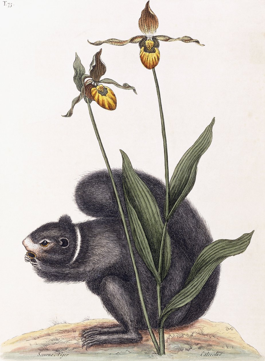 Sciurnus Niger alkotó: Mark Catesby