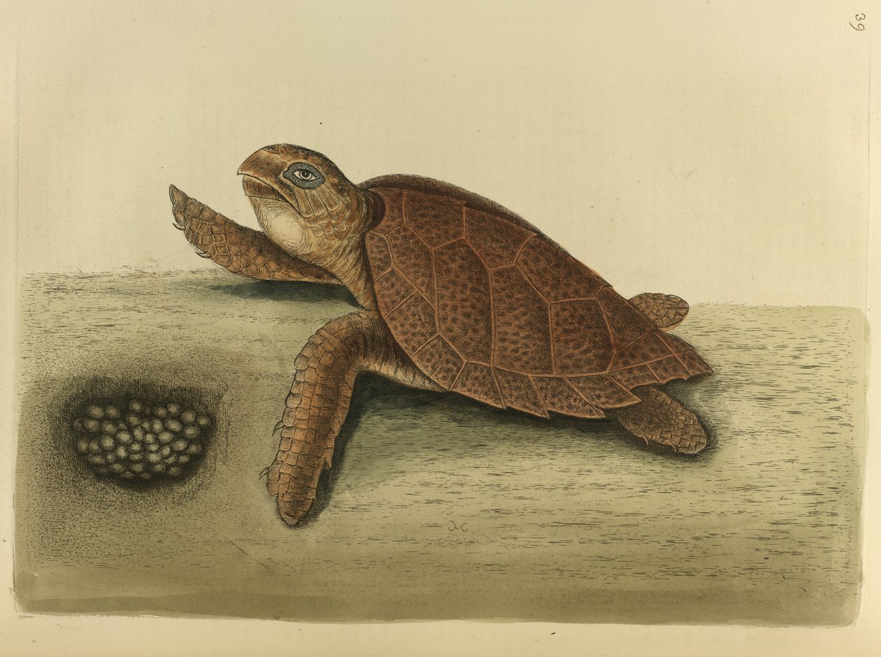 Testudo caretta. A Hawks-csőrteknős alkotó: Mark Catesby