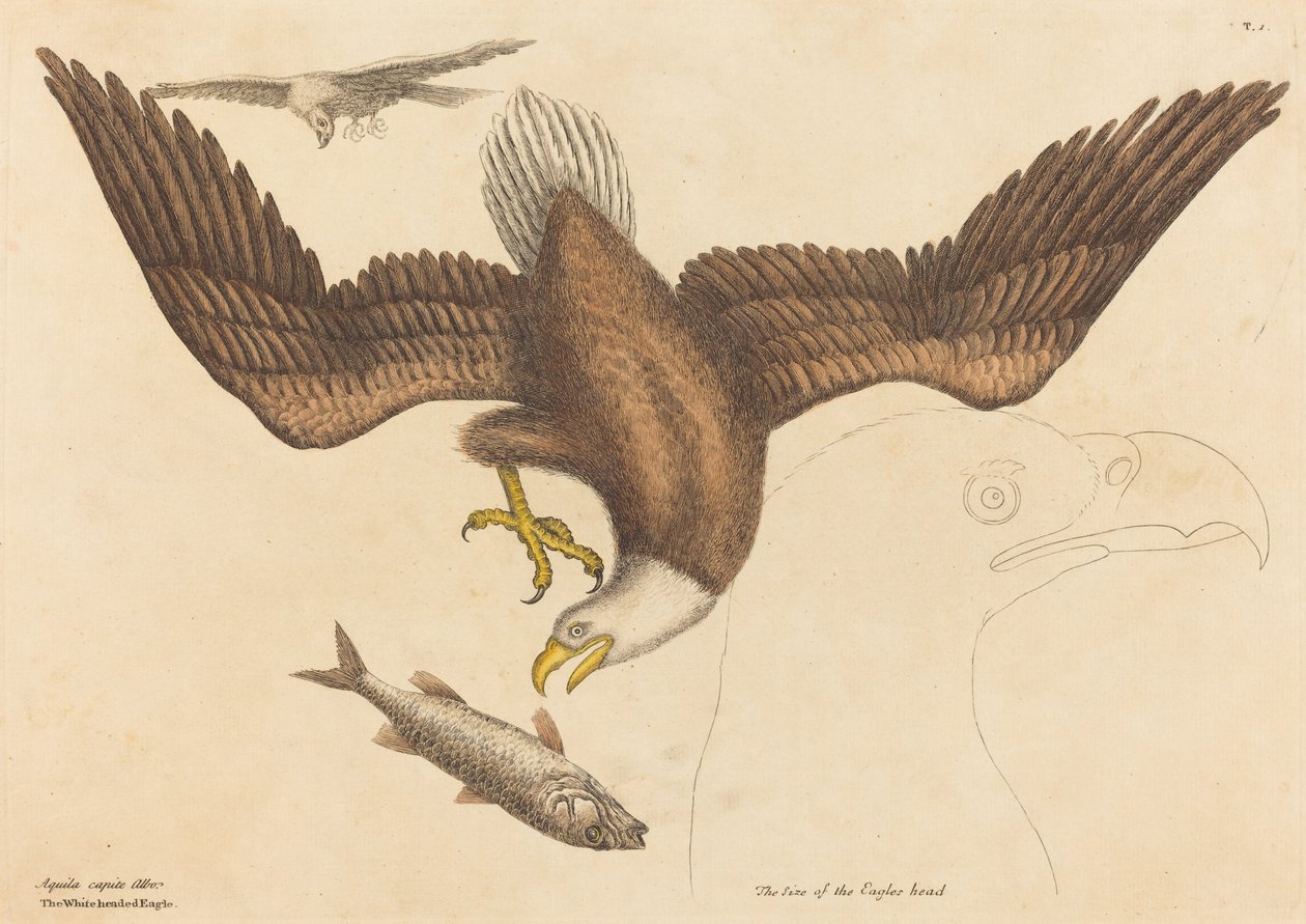 A Bald Eagle Falco leucocephalus, 1731-1743. alkotó: Mark Catesby