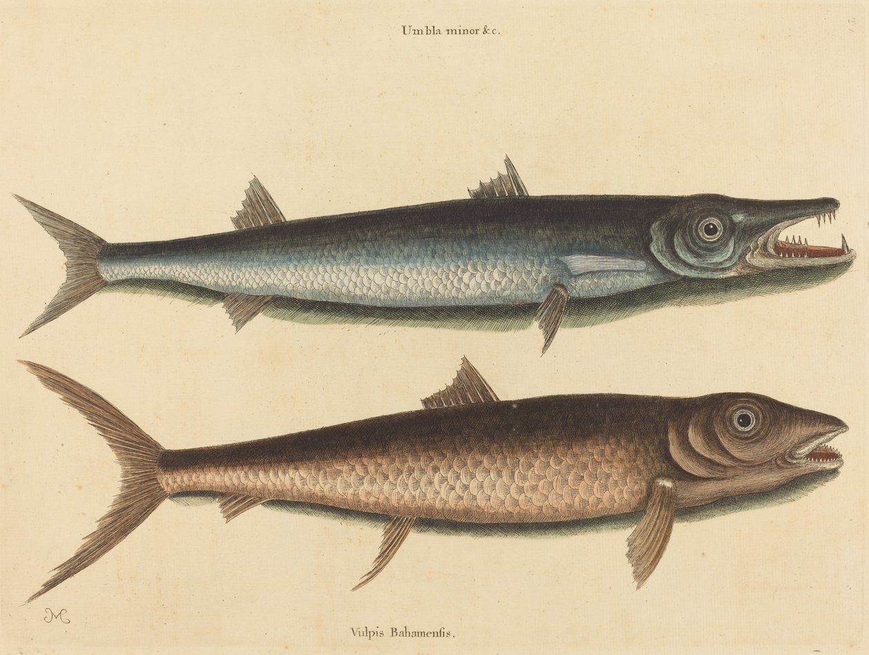 A Barracuda Esox barracuda, 1754-ben megjelent. alkotó: Mark Catesby