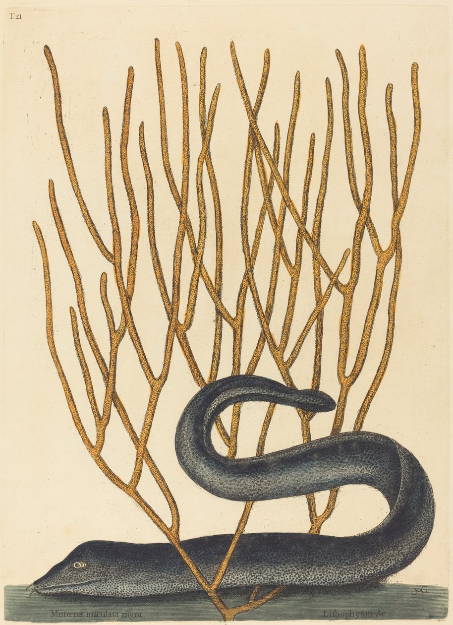 A Fekete Muray alkotó: Mark Catesby