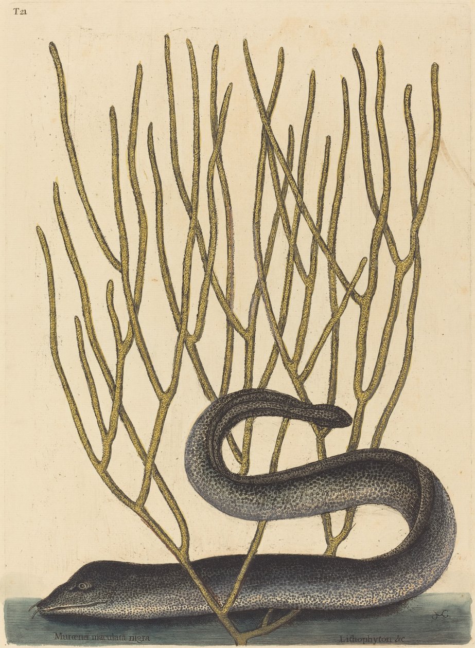 A Fekete Muray alkotó: Mark Catesby
