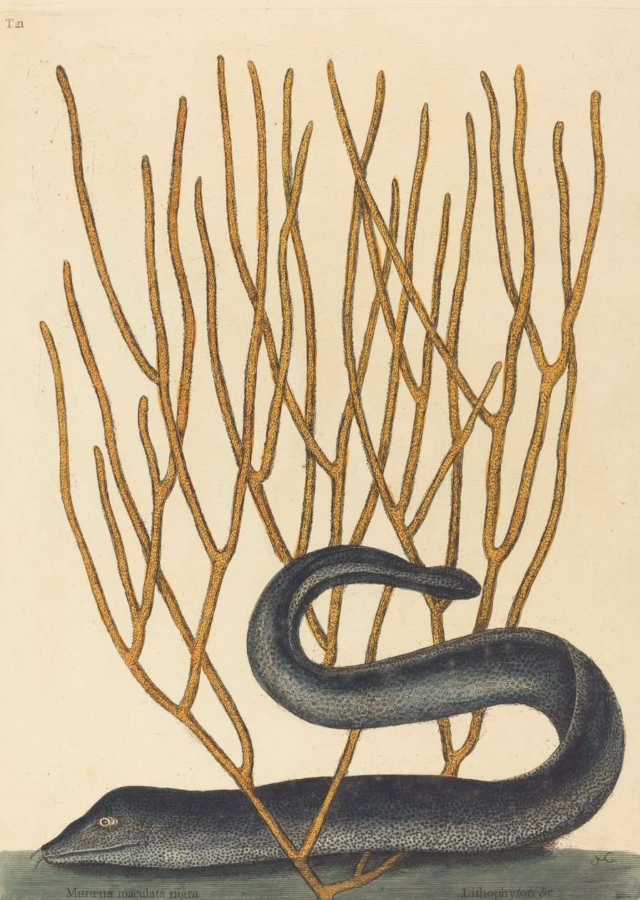 A Black Murai Moorene Helena Varietus 1754-ben jelent meg. alkotó: Mark Catesby