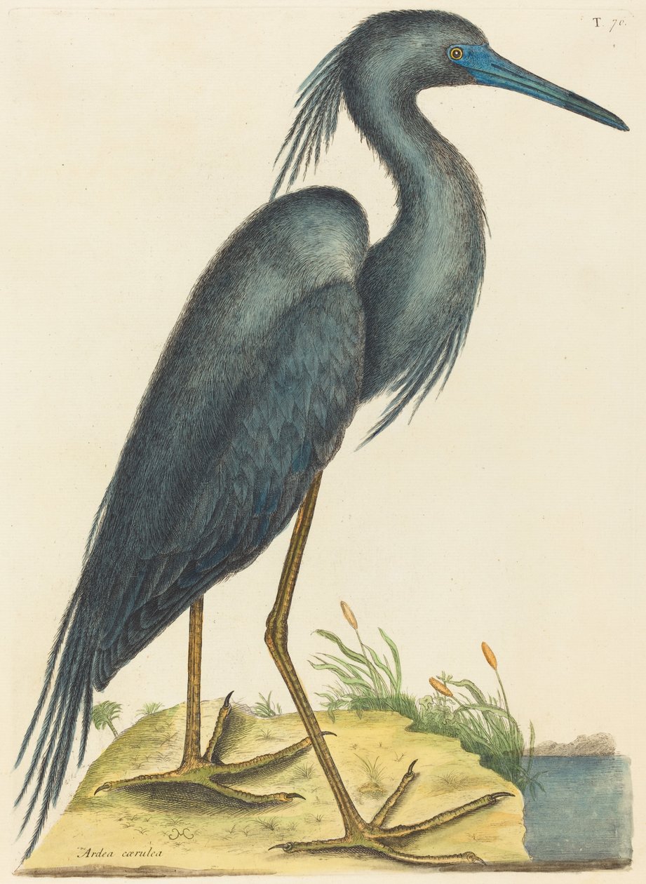 A Blue Heron Ardea coerulea, megjelent 1731-1743. alkotó: Mark Catesby
