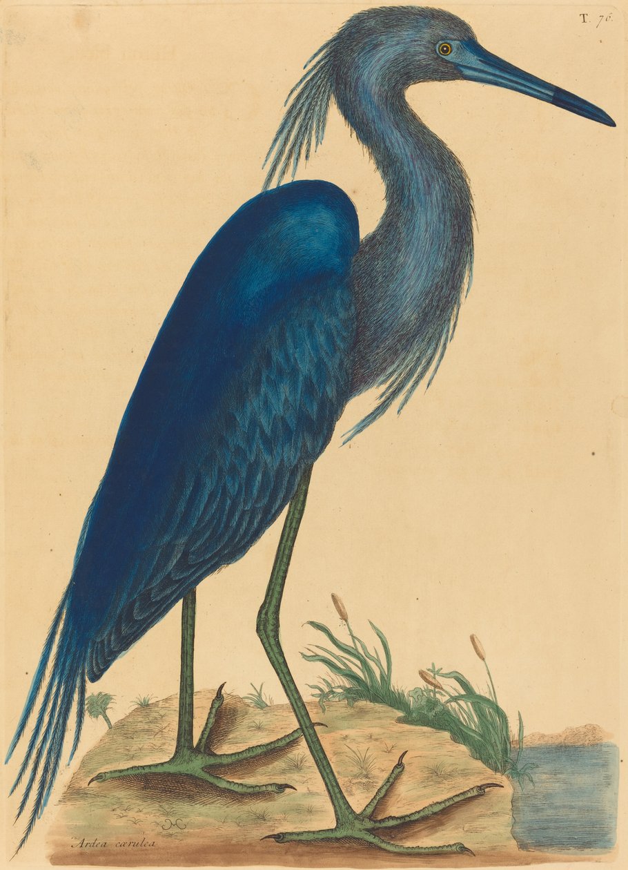 A Blue Heron Ardea coerulea, megjelent 1731-1743. alkotó: Mark Catesby