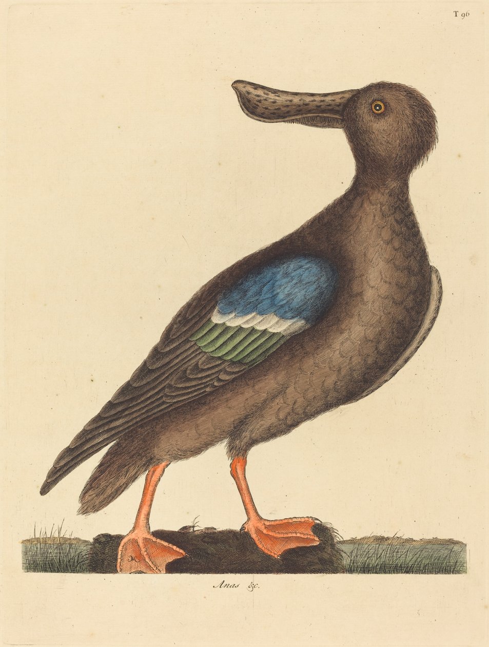 A kékszárnyú lapátos alkotó: Mark Catesby