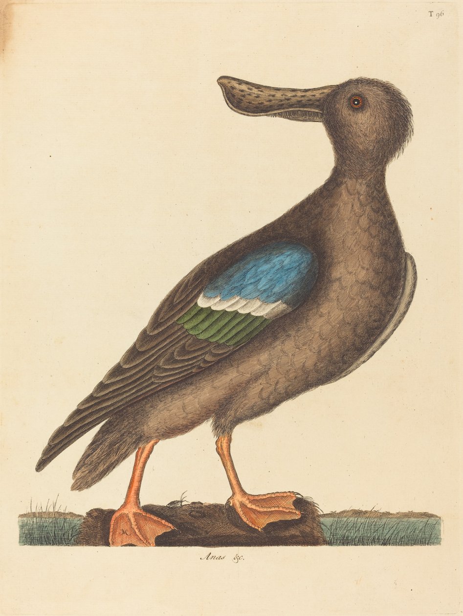 A kékszárnyú lapátos Anas clypeata foemina 1754-ben jelent meg. alkotó: Mark Catesby