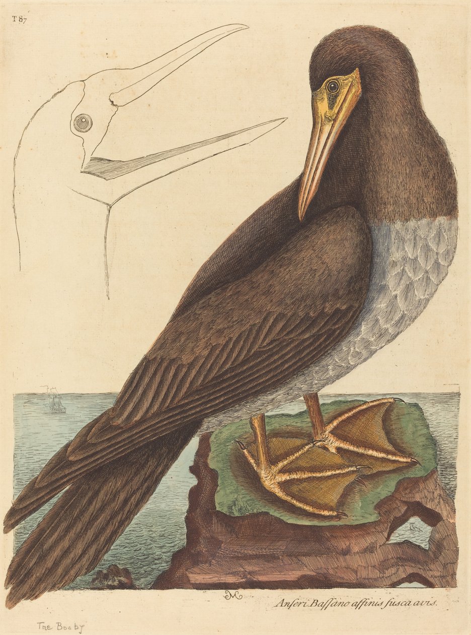 The Booby (Pelecanus Sula) alkotó: Mark Catesby
