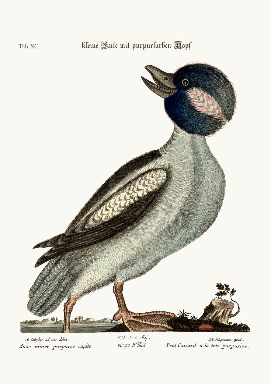 A bivalyfejű kacsa, 1749-73 alkotó: Mark Catesby