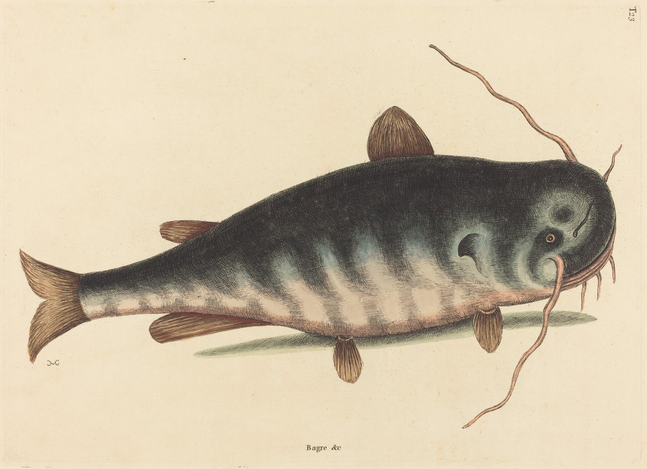 A harcsa (harcsa kaktusz) alkotó: Mark Catesby
