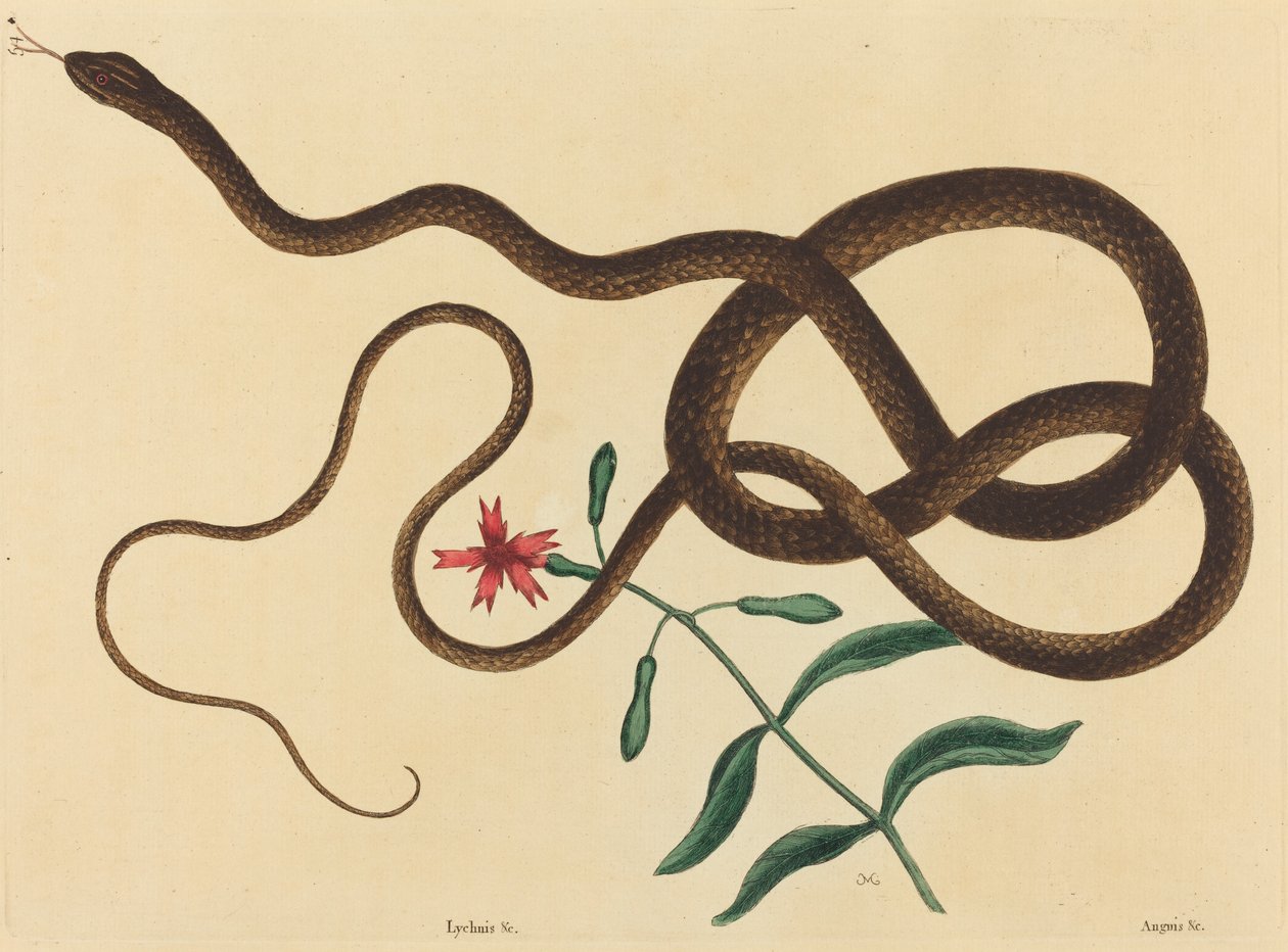The Coach-Whip Snake (Coluber flagellum) alkotó: Mark Catesby