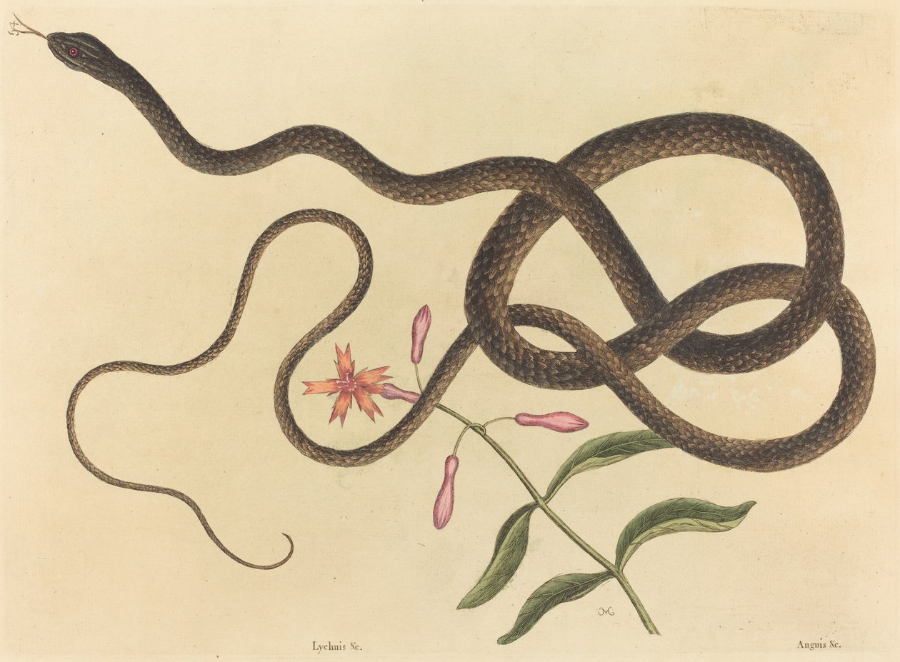 Az ostoros kígyó (Coluber flagellum) alkotó: Mark Catesby