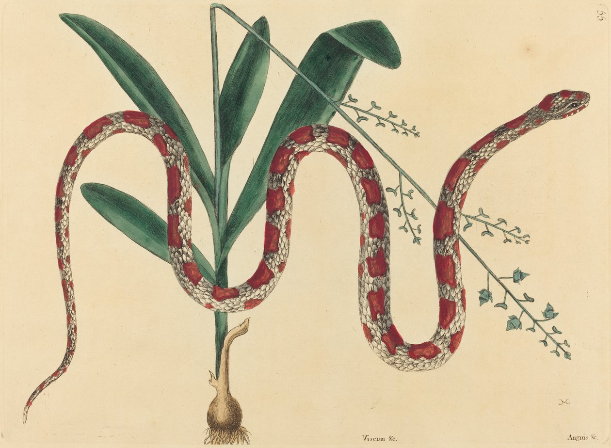 A kukorica kígyó (Coluber fulvius?) alkotó: Mark Catesby