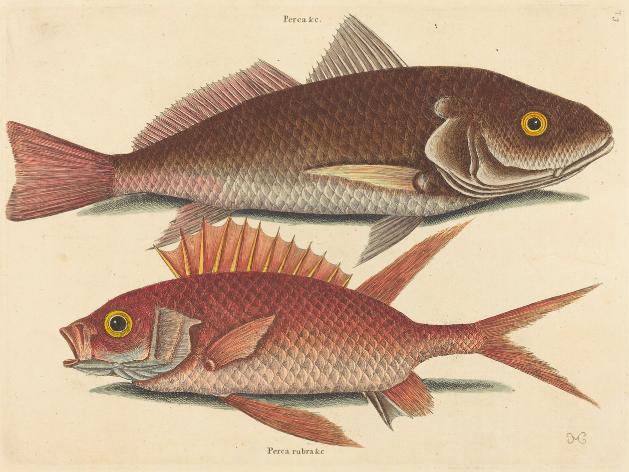 The Croker (Perca undulata) alkotó: Mark Catesby