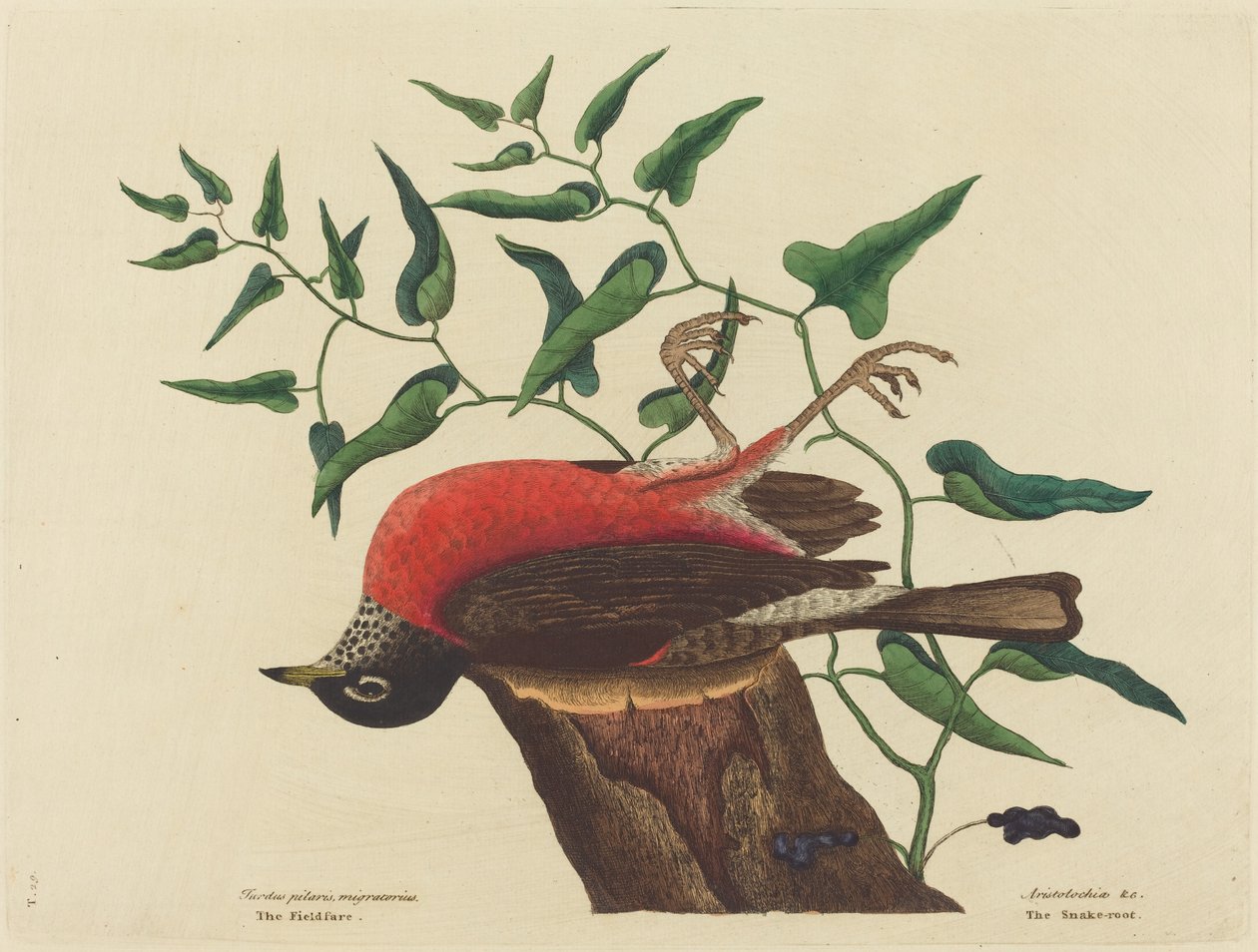 The Fieldfare of Carolina Turdus migratorius, 1731-1743. alkotó: Mark Catesby