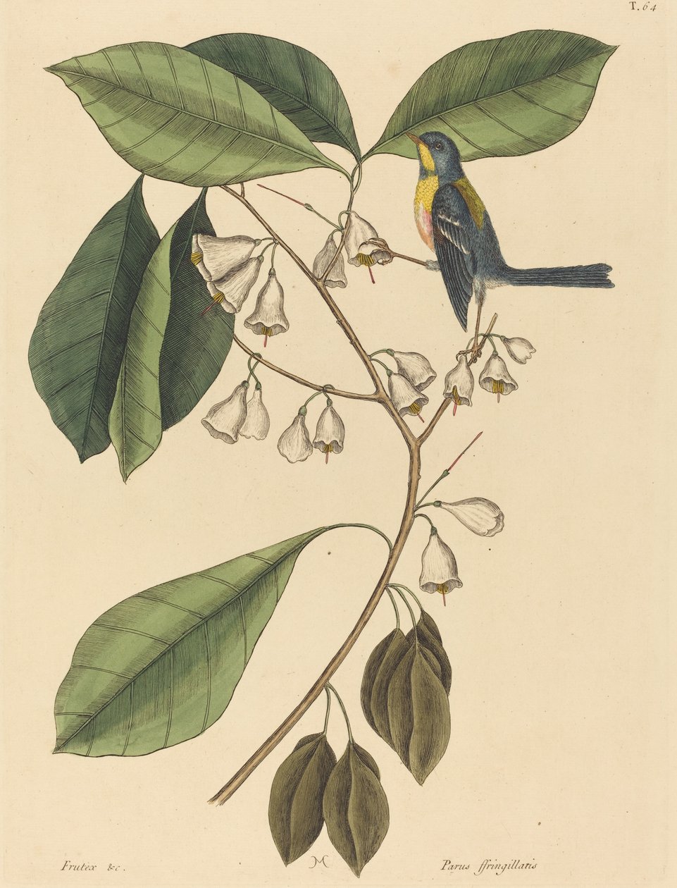 A pinty kúszónövény (Parus americanus) alkotó: Mark Catesby