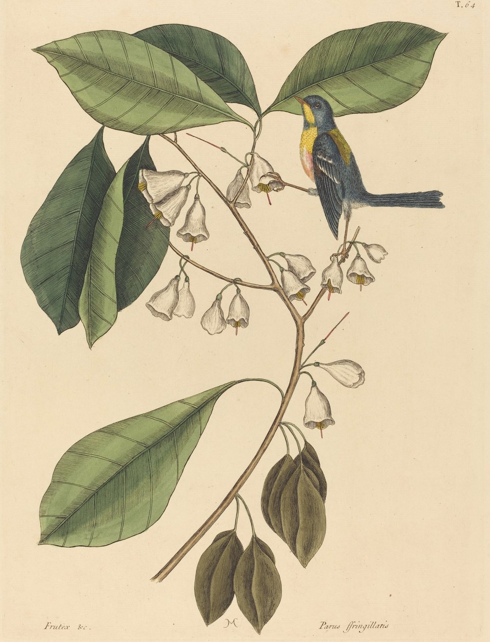 The Finch Creeper Parus americanus, megjelent 1731-1743. alkotó: Mark Catesby