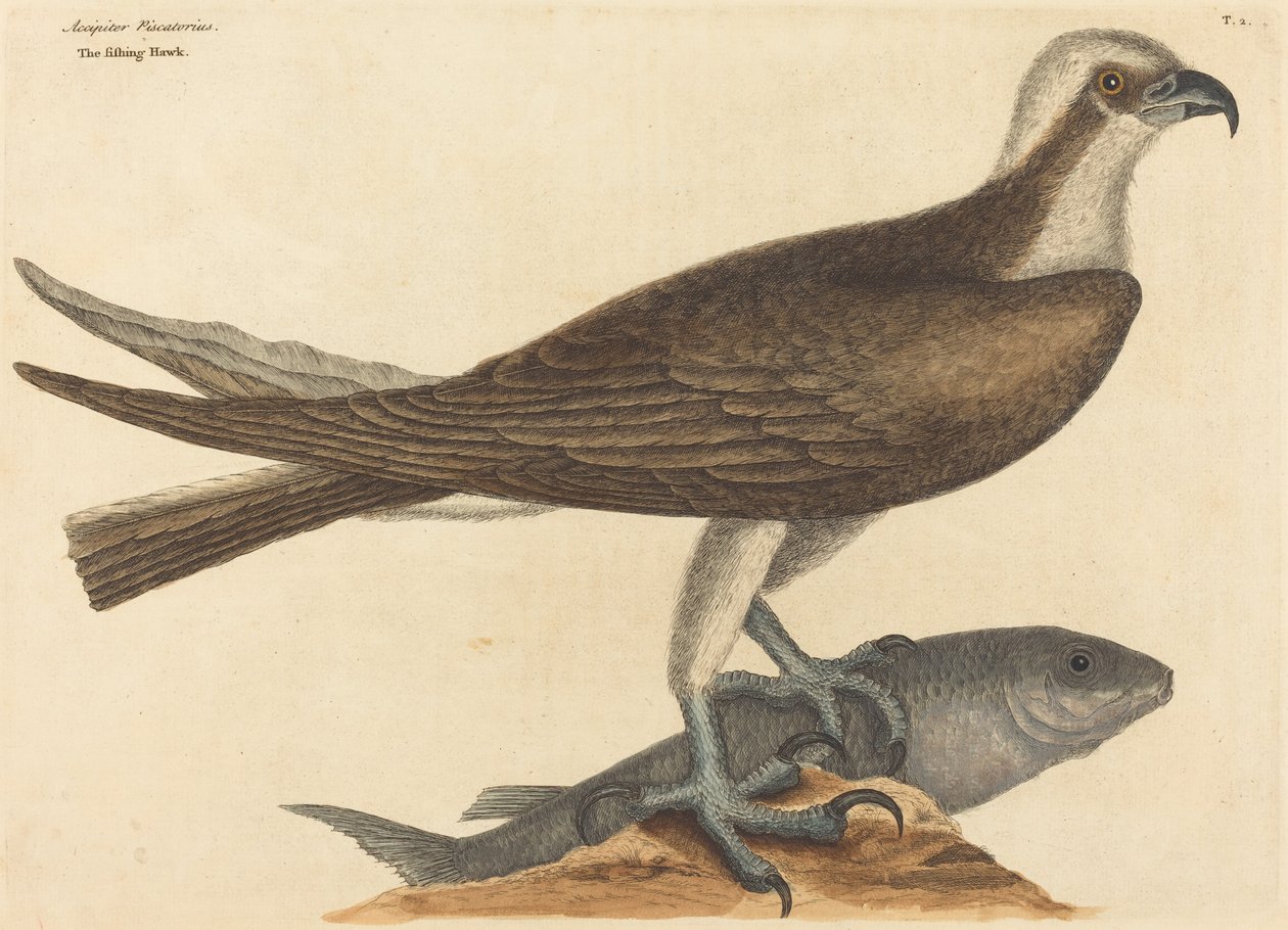 A Fishing Hawk Falco haliaetus 1754-ben jelent meg. alkotó: Mark Catesby