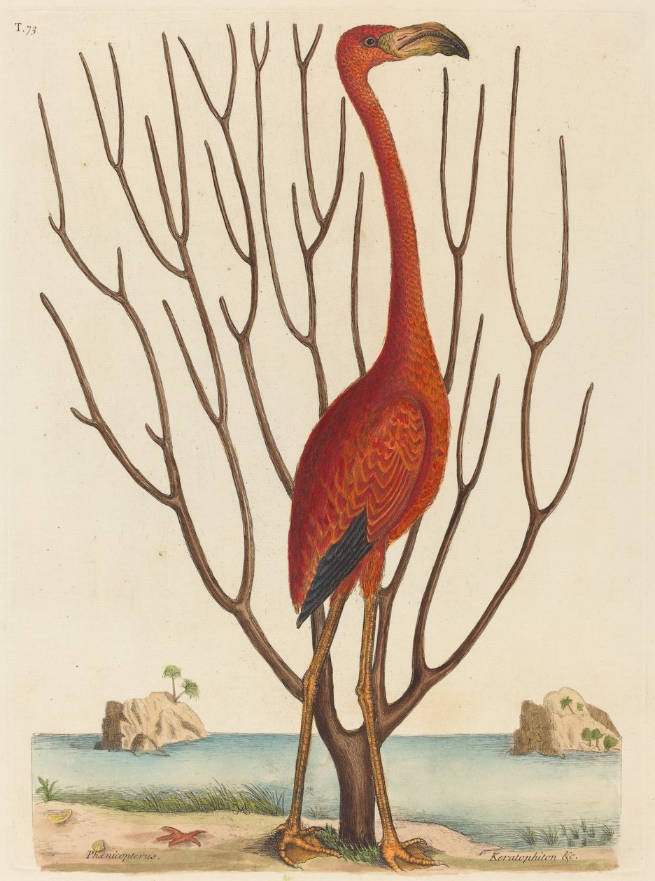 A flamingó (Phoenicopterus ruber) alkotó: Mark Catesby