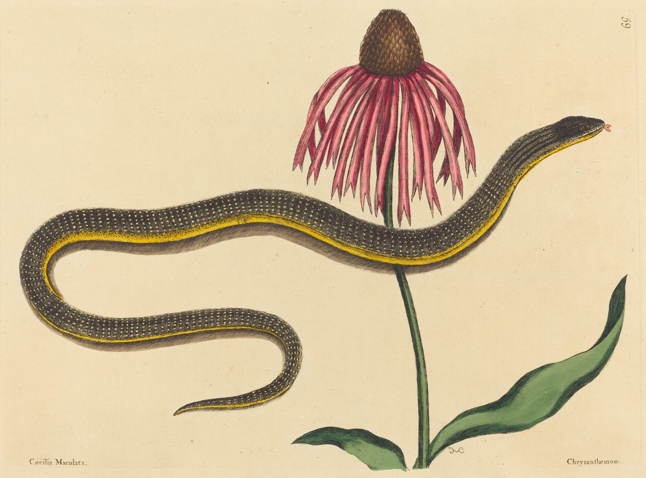 The Glass Snake Anguis ventralis, megjelent 1731-1743. alkotó: Mark Catesby