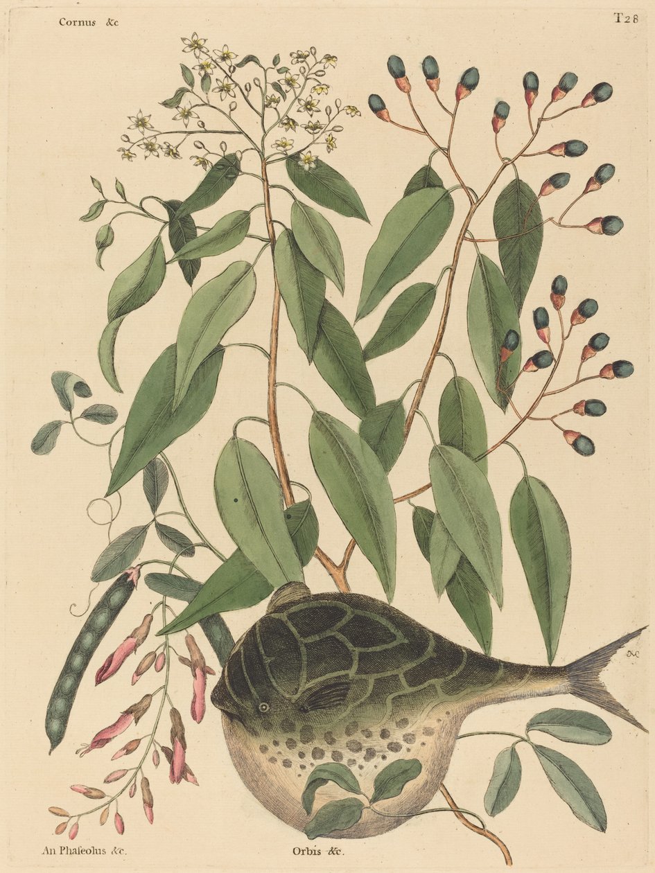 Földgömbhal (Tetrodon lagocephalus) alkotó: Mark Catesby